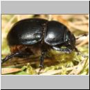 Anoplotrupes stercorosus - Mistkaefer 01b - Sandgrube Niedringhaussee.jpg